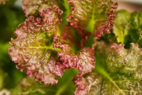 Lettuce Stock Photos