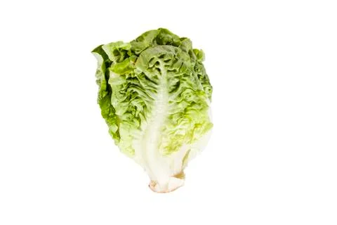 Lettuce Stock Photos