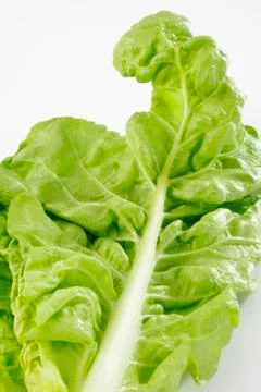 Lettuce Stock Photos