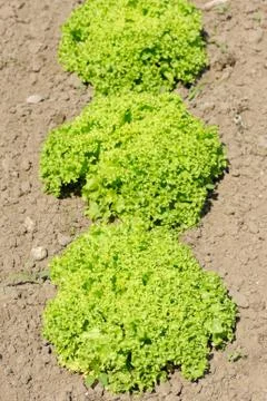 Lettuce Stock Photos