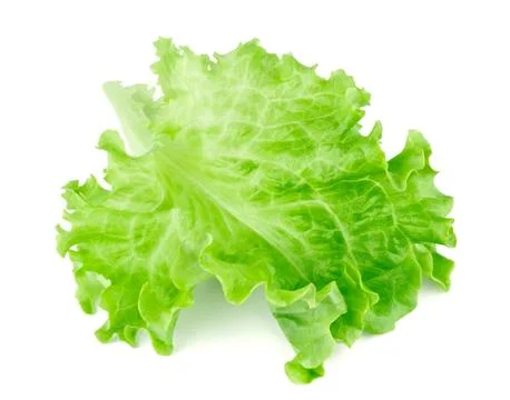 Lettuce Stock Photos