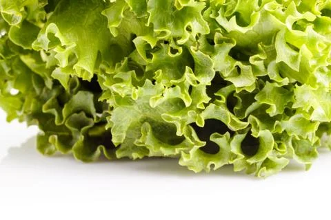 Lettuce Stock Photos