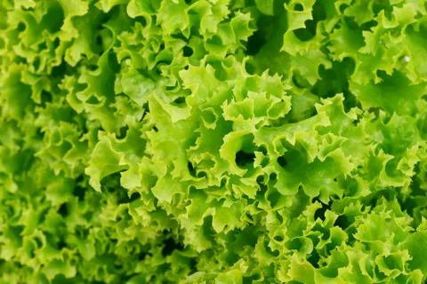 Lettuce Stock Photos