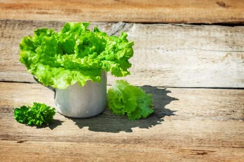 Lettuce Stock Photos