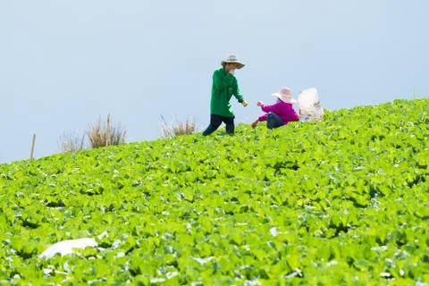 Lettuce Stock Photos