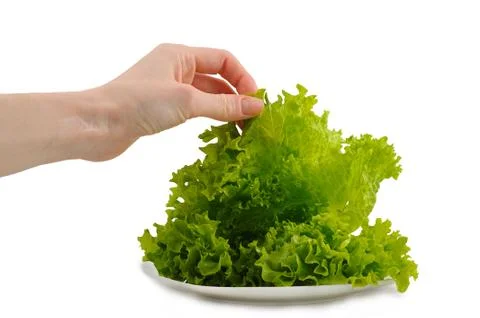Lettuce Stock Photos