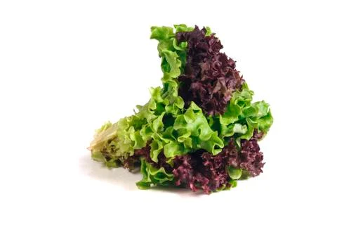 Lettuce Foto stock