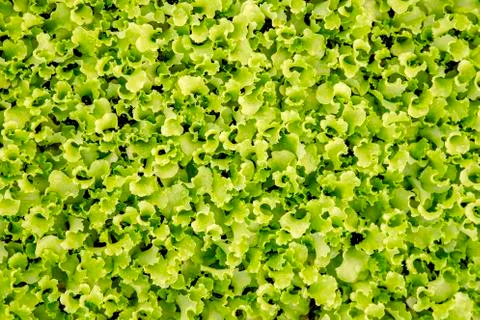 Lettuce Stock Photos