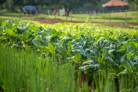 Lettuce Stock Photos