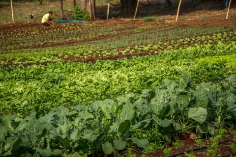 Lettuce Stock Photos