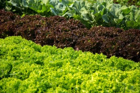 Lettuce Stock Photos