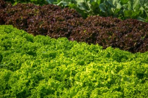 Lettuce Stock Photos