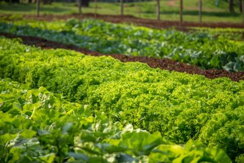 Lettuce Stock Photos