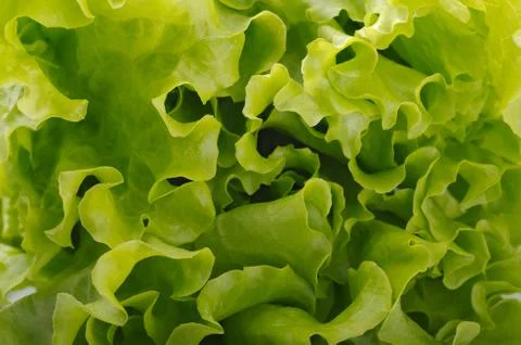 Lettuce Stock Photos