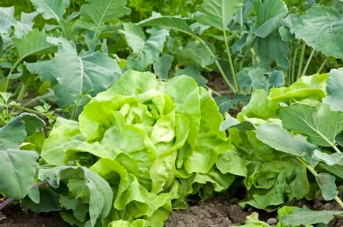 Lettuce Foto stock