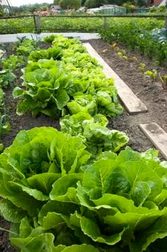 Lettuce Stock Photos