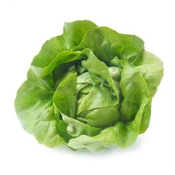 Lettuce Stock Photos