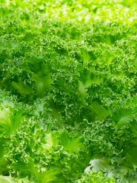 Lettuce Stock Photos