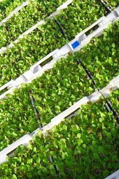 Lettuce Stock Photos