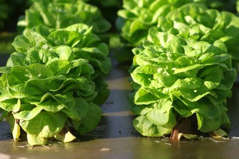 Lettuce Stock Photos