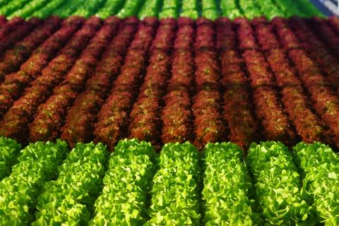 Lettuce Stock Photos