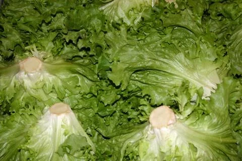Lettuce 스톡 사진