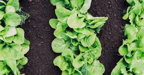 Lettuce Stock Photos