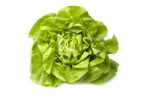 Lettuce Stock Photos