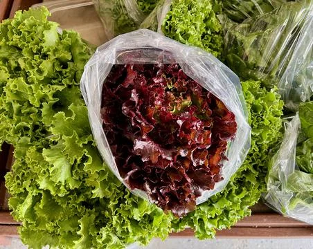 Lettuce Stock Photos