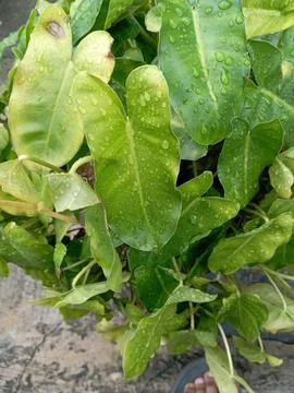 Lettuce Stock Photos