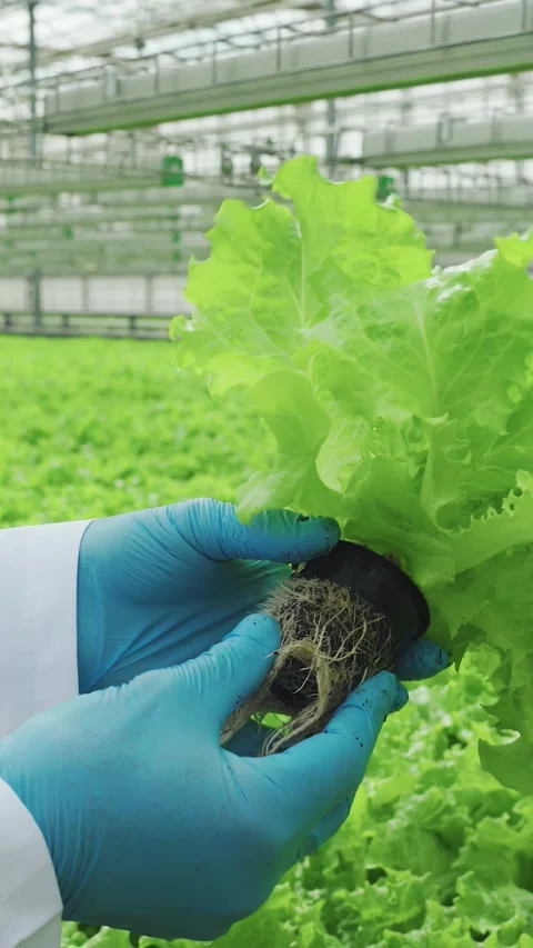 Lettuce plant with root system grown in hydroponic system in modern lettuce Stock Footage 327012086