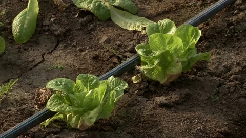 Lettuce plantation 스톡 동영상 79469124