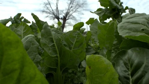 Lettuce plantation Stock Footage 79733566