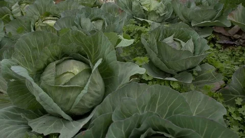Lettuce plantation Video stock 79733635