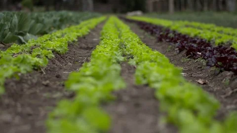 Lettuce plantation 스톡 동영상 79733663