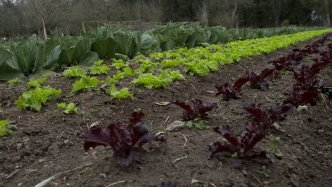 Lettuce plantation Stock Footage 79733706