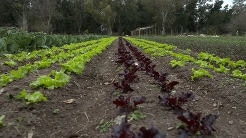 Lettuce plantation Stock Footage 79733799