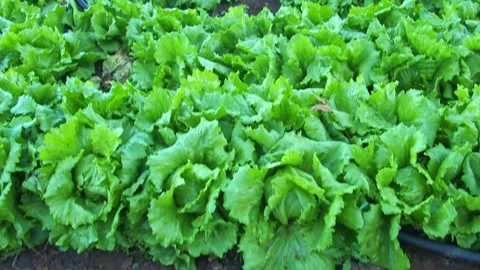 Lettuce plantation 스톡 동영상 150285210
