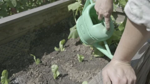 Lettuce plants being watered after planting Stock Footage 158108448