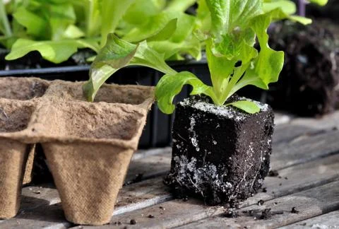 Lettuce plants Stock Photos