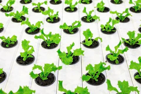 Lettuce plants Stock Photos
