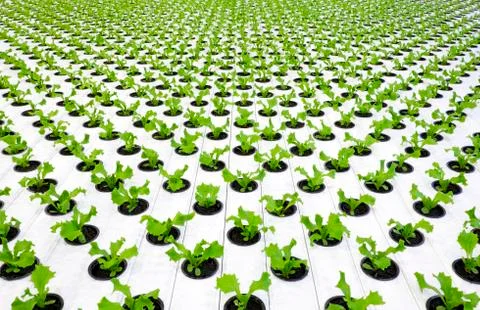 Lettuce plants Stock Photos