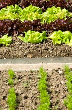Lettuce Plants Stock Photos