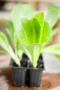 Lettuce plants in plastic modules Stock Photos