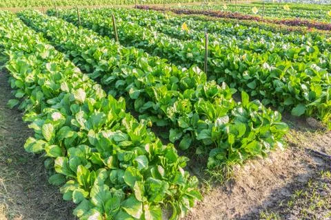 Lettuce in plots Stock Photos