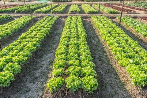 Lettuce in plots Stock Photos