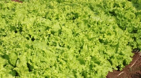Lettuce production 库存影片 51239893