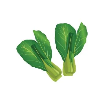 Lettuce realistic vector illustration Stock Illustration