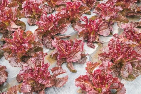Lettuce red leaf in field, vegetable fresh in farm, salad Stock Photos