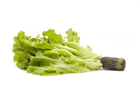 Lettuce with Roots Stock Photos